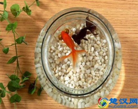  养鱼网了解更多养鱼知识（最新养鱼技术）