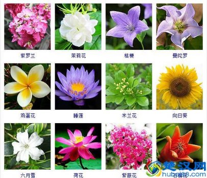 夏天有什么花(适合夏天种植的品种大全)