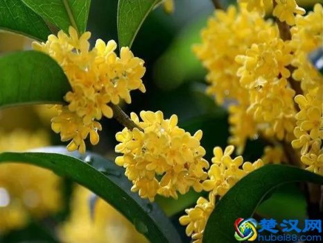  丹桂飘香是什么季节？又到了丹桂飘香的季节