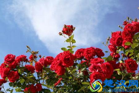  荷兰的国花是什么花？快来看看世界各国的国花都是些什么花