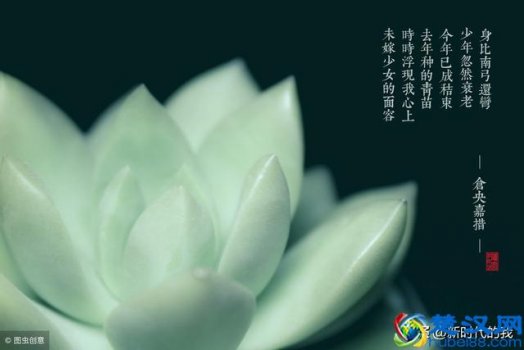  不负如来不负卿的寓意是什么？