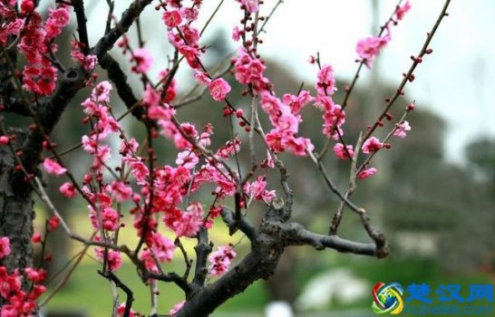  二月份开什么花？二月份开的花有哪些？你见过几种