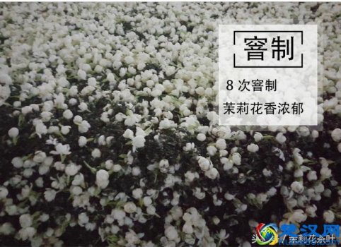  茉莉花茶属于什么茶，常喝茉莉花茶有什么好处！