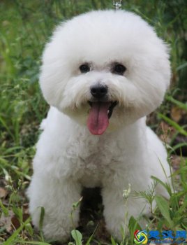  比熊犬吃什么食物最好，新手饲养比熊犬注意事项！