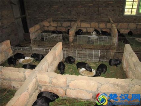  现在农村养殖什么最好（农村养殖什么销路好又赚钱）