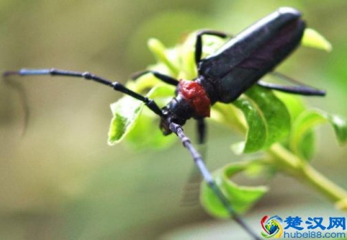  天牛是什么昆虫？天牛的天敌是什么？