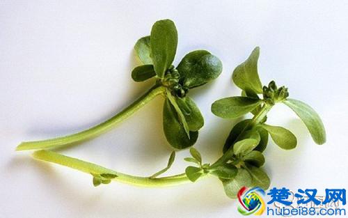  马齿苋是什么菜？马齿苋的功效和作用有哪些？