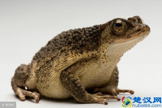  癞蛤蟆吃什么食物长大的？癞蛤蟆的药用价值你可能不知道哦