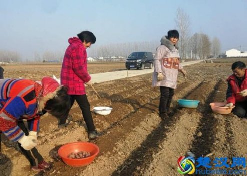  长沙农村种殖什么产品好（湖南地区种植什么前景较好）