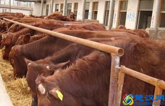  今年养殖养什么好（现在养殖什么前景比较好）