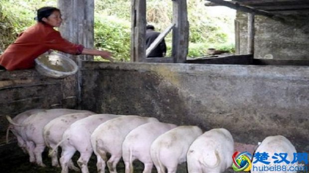  二十万能投资什么生意（在农村有20万投资什么项目好）