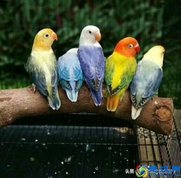  牡丹鹦鹉认主人吗（牡丹鹦鹉怎么分公母）