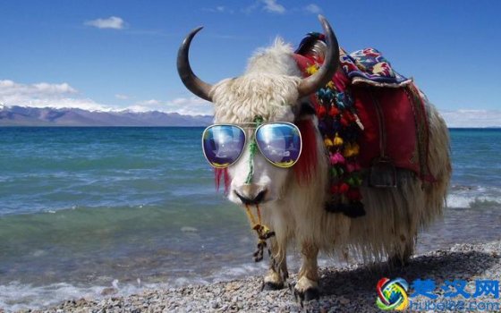  哪种动物最没有方向感（什么动物没有方向感？）