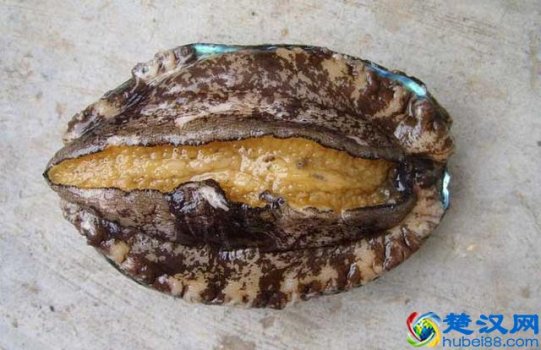  鲍鱼是什么样的，有何功效（鲍鱼怎么辨别好坏）