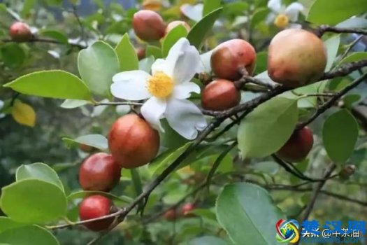  茶油是用什么树榨的（孕妇和婴幼儿多喝茶油有什么好处）