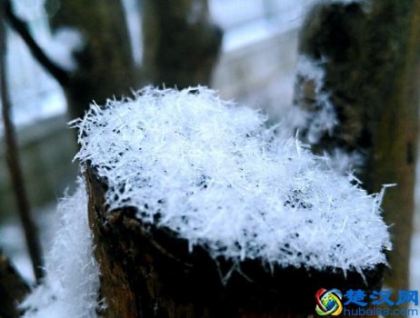  白色却嫌春色晚古诗——白雪却嫌春色晚，故穿庭树作飞花