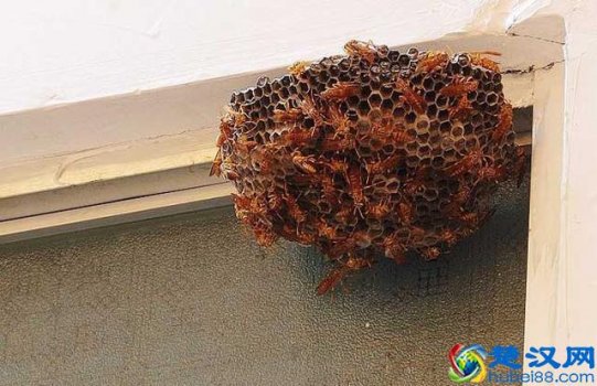  家中高处的马蜂窝怎么处理最安全（老蜂农：2种方法轻松去除）