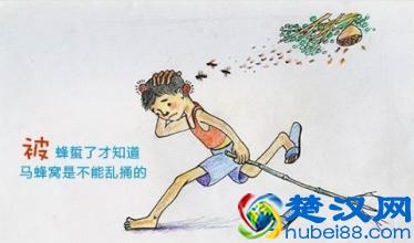  野生蚂蜂窝的作用与功效（详谈野蜂蜜的神奇功效及最佳食用技巧）