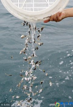  鱼苗吃什么东西长得快（各品种的鱼苗生长过程是怎样的）