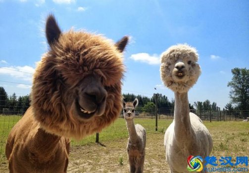  羊驼为什么叫草泥马（羊驼是什么品种的）