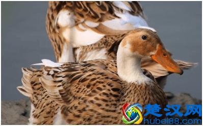  一般在农村养什么鸭好（适合养殖农户养殖的5种常见鸭子）