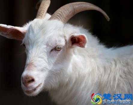  属羊的今年多大？18年属羊财运旺，好运不断