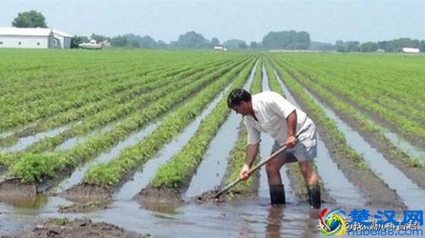  一亩等于多少平方米？小学生都知道答案