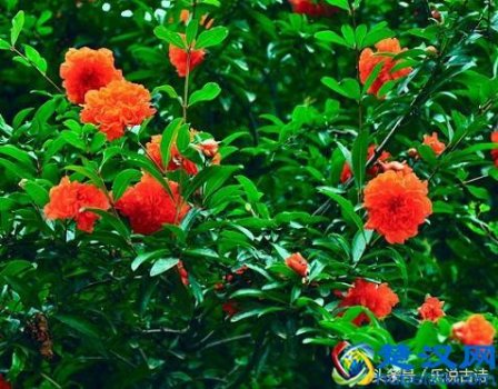  石榴花果实像什么？五月石榴花开