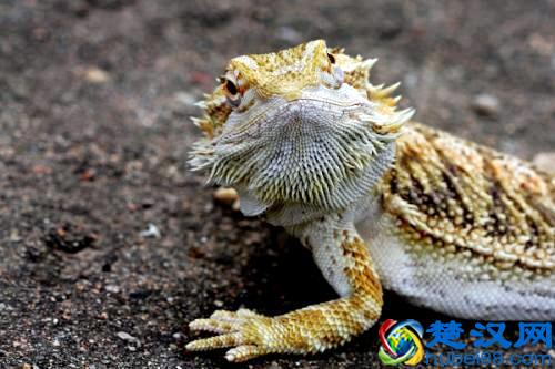  什么是冷血动物？盘点冷血动物大全，你知道几个