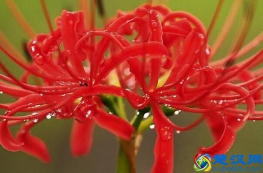  曼陀罗花有什么功效？曼陀罗花真的有毒吗