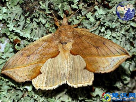  飞蛾为什么扑火？飞蛾扑火会死么