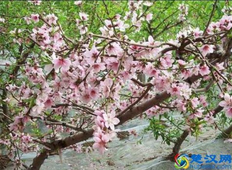  桃李满天下是什么意思？今天终于明白了