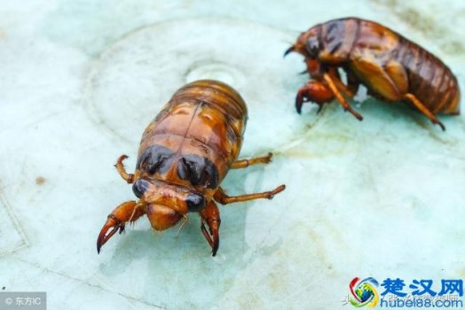  知了吃什么（知了有什么营养价值）