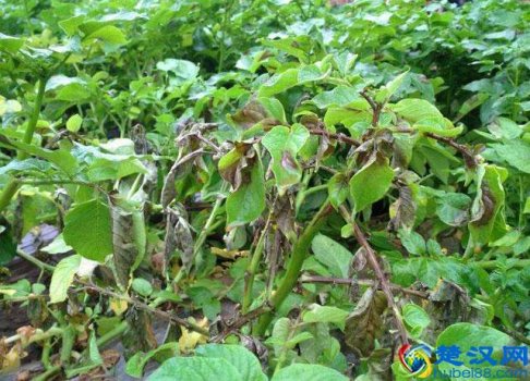 马铃薯是什么植物,什么时候流入中国的!