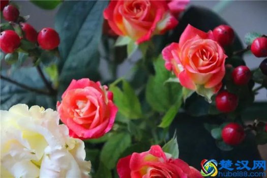  夏天鲜花怎么保鲜（鲜花保鲜展示柜）