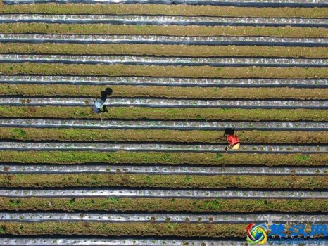  农民夏天干什么农活（带你解密农民初夏都在忙什么）