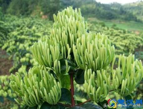  农村家庭种什么赚钱快（十大暴利种植行业有哪些）