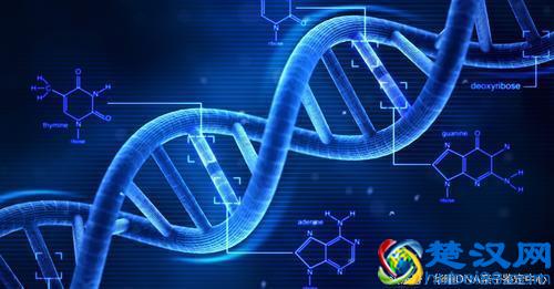  简单的亲子鉴定价格和方法（亲子鉴定21个位点分析）