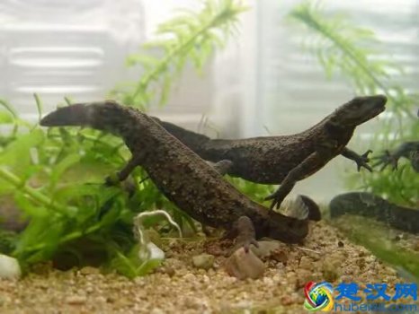  蝾螈吃什么食物（蝾螈能活多久）