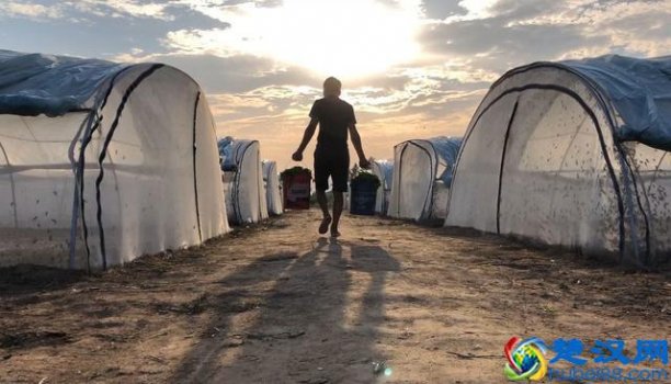  蚂蚱吃什么食物长得快（蚂蚱怎样养殖）