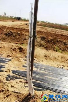  什么的小树填词语（()的小树填空）