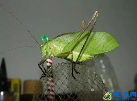  纺织娘是什么动物（纺织娘昆虫主要吃什么东西）