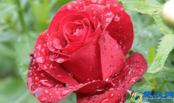  一束玫瑰花怎么保存以（如何送玫瑰花给对方）