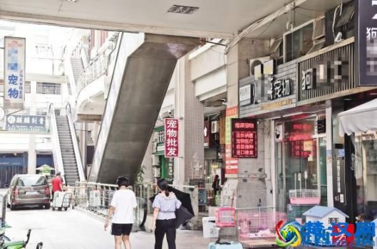  厦门宠物批发市场在哪里（宠物繁育基地和宠物医院排行榜）