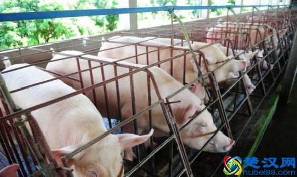 在农村养殖业什么风险小又赚钱(4种在农村养殖最赚钱的行业,包赚不赔)