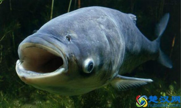 2019高利润淡水鱼养殖品种(深度解析12种鱼类当前养殖利润)