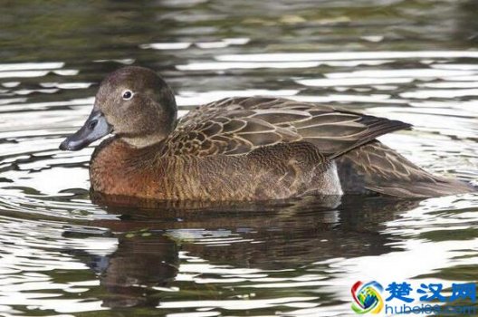 乡村养殖鸭子什么品种最好(养鸭的技术大全,鸭子怎么养才能长的好长的快)