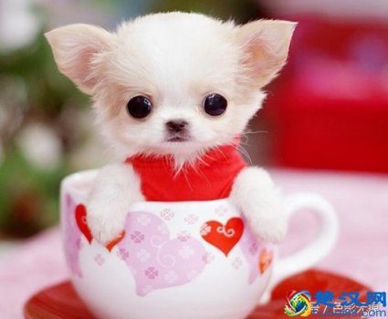  茶杯狗多少钱一只？太萌了，赶紧带回家吧