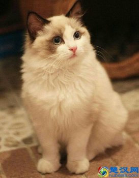  布偶猫多少钱一只？猫界中的女神，真的美呆了