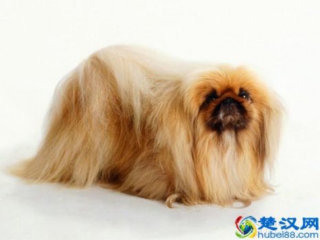  京巴狗多少钱？京巴狗选购技巧